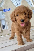 Blue, a male Miniature Goldendoodle for sale in Walnut, KS – 4 of 7