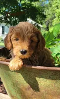 Cream, a male Miniature Goldendoodle for sale in Walnut, KS – 3 of 7