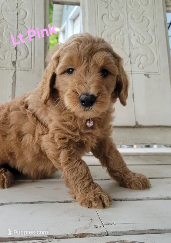 Light pink – Miniature Goldendoodle puppy for sale in Walnut, KS