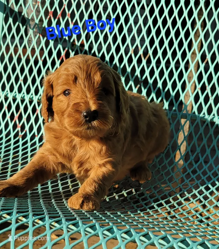 Blue – Miniature Goldendoodle puppy for sale in Walnut, KS