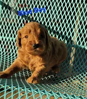 Blue, a male Miniature Goldendoodle for sale in Walnut, KS – 1 of 3