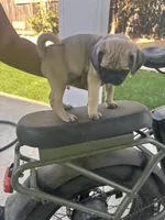 Blue, a male Pug for sale in Moreno Valley, CA – 5 of 6