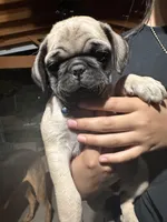 Blue, a male Pug for sale in Moreno Valley, CA – 3 of 6