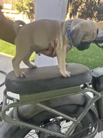 Blue, a male Pug for sale in Moreno Valley, CA – 4 of 6