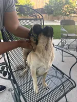 Blue, a male Pug for sale in Moreno Valley, CA – 6 of 6