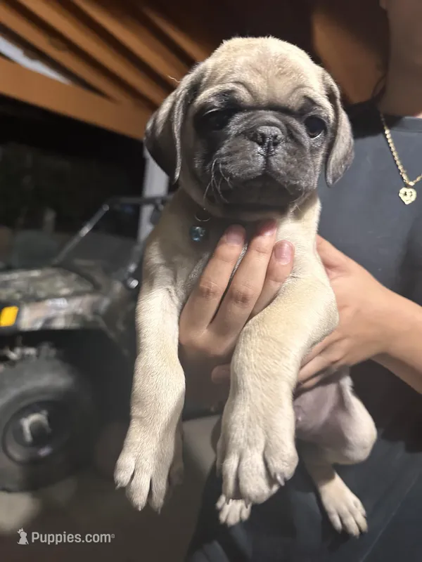 Blue – Pug puppy for sale in Moreno Valley, CA