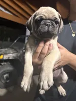 Blue, a male Pug for sale in Moreno Valley, CA – 1 of 6