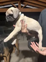 Blue, a male Pug for sale in Moreno Valley, CA – 2 of 6