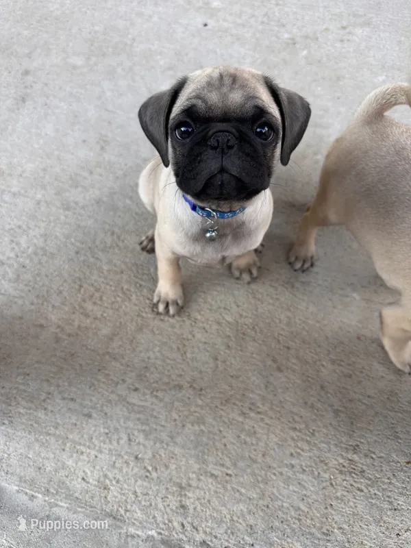 Blue – Pug puppy for sale in Moreno Valley, CA