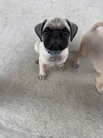 Blue, a male Pug for sale in Moreno Valley, CA – 1 of 8