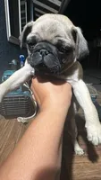 Pink, a female Pug for sale in Moreno Valley, CA – 2 of 5