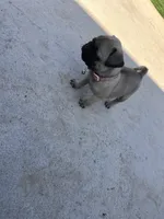 Pink, a female Pug for sale in Moreno Valley, CA – 4 of 5