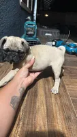 Pink, a female Pug for sale in Moreno Valley, CA – 3 of 5