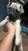 Pink, a female Pug for sale in Moreno Valley, CA – 1 of 5