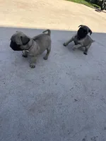 Pink, a female Pug for sale in Moreno Valley, CA – 5 of 5