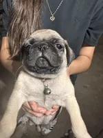 Green, a male Pug for sale in Moreno Valley, CA – 3 of 9