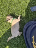 Green, a male Pug for sale in Moreno Valley, CA – 9 of 9