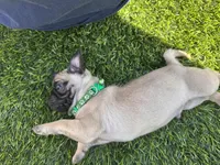 Green, a male Pug for sale in Moreno Valley, CA – 6 of 9