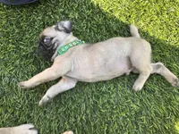 Green, a male Pug for sale in Moreno Valley, CA – 5 of 9