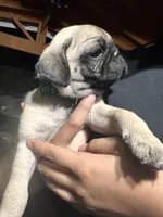 Green, a male Pug for sale in Moreno Valley, CA – 2 of 9