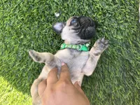 Green, a male Pug for sale in Moreno Valley, CA – 4 of 9