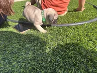 Green, a male Pug for sale in Moreno Valley, CA – 7 of 9