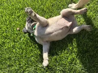 Green, a male Pug for sale in Moreno Valley, CA – 8 of 9