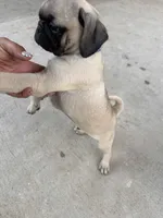 Blue, a male Pug for sale in Moreno Valley, CA – 2 of 8