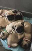 Purple , a female Pug for sale in Moreno Valley, CA – 1 of 4