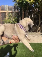 Purple , a female Pug for sale in Moreno Valley, CA – 2 of 4