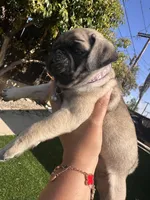 Purple , a female Pug for sale in Moreno Valley, CA – 3 of 4