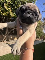 Purple , a female Pug for sale in Moreno Valley, CA – 4 of 4