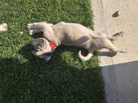 Red, a male Pug for sale in Moreno Valley, CA – 5 of 5
