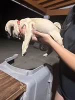 Red, a male Pug for sale in Moreno Valley, CA – 2 of 5