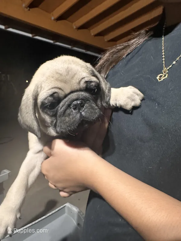 Red – Pug puppy for sale in Moreno Valley, CA