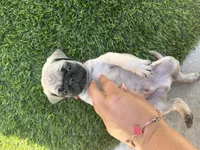 Red, a male Pug for sale in Moreno Valley, CA – 4 of 5