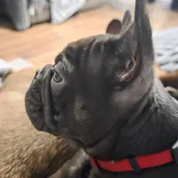 Bear, a male French Bulldog for sale in Lincolnton, NC – 3 of 7