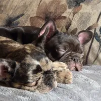 Bear, a male French Bulldog for sale in Lincolnton, NC – 6 of 6