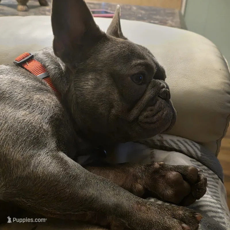 Blossom – French Bulldog puppy for sale in Lincolnton, NC