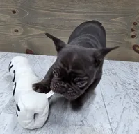 Bear, a male French Bulldog for sale in Lincolnton, NC – 4 of 5