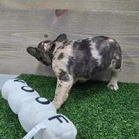 Bailey, a female French Bulldog for sale in Lincolnton, NC – 5 of 5