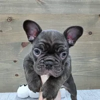 Bear, a male French Bulldog for sale in Lincolnton, NC – 5 of 5