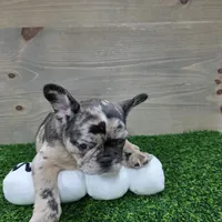 Bailey, a female French Bulldog for sale in Lincolnton, NC – 4 of 5