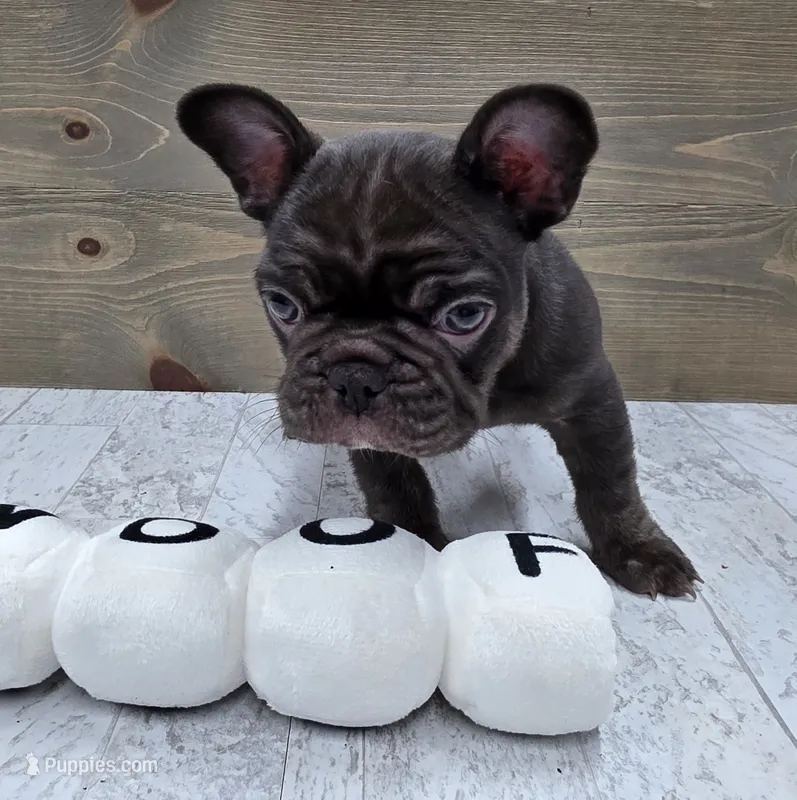 Bear – French Bulldog puppy for sale in Lincolnton, NC