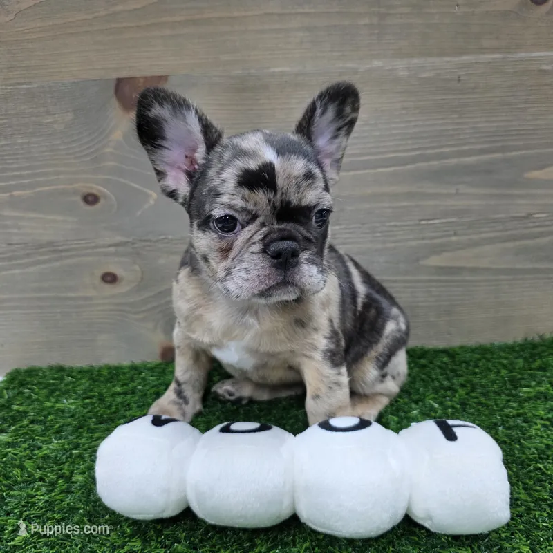 Bailey – French Bulldog puppy for sale in Lincolnton, NC