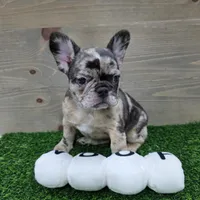 Bailey, a female French Bulldog for sale in Lincolnton, NC – 1 of 5