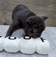 Bear, a male French Bulldog for sale in Lincolnton, NC – 3 of 5