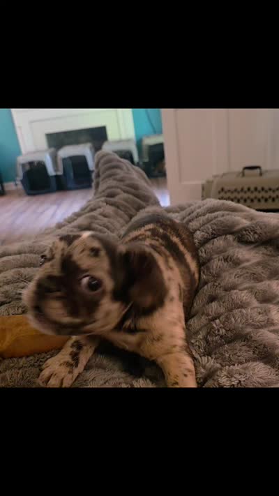 Bailey, a female French Bulldog for sale in Lincolnton, NC – 7 of 7