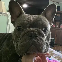 Blossom, a female French Bulldog for sale in Lincolnton, NC – 2 of 4