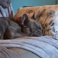Blossom, a female French Bulldog for sale in Lincolnton, NC – 3 of 4